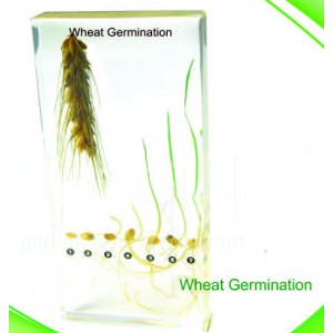 Wheat Germination